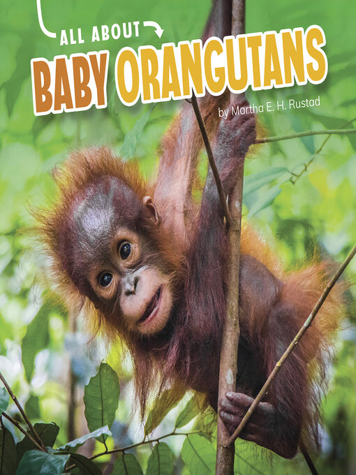 Cover image for All About Baby Orangutans